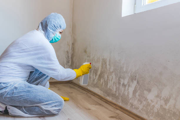 Mold Remediation specialist working in Allendale